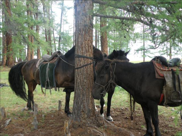 Chevaux Mongols au Campement