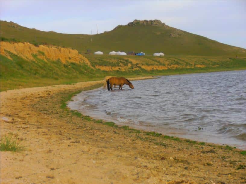 Chevaux Mongols au bord duLac