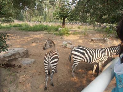 Zebres au Zoo de Pekin