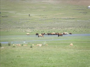 Paysage Mongolie - chevaux en liberté