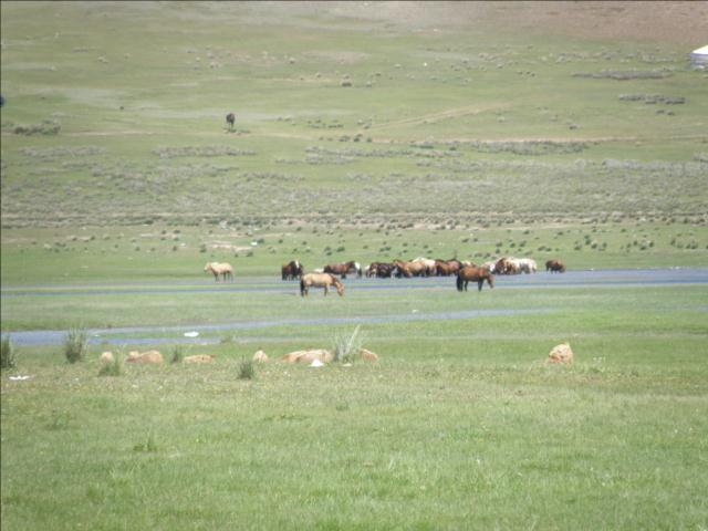 Paysage Mongolie - chevaux en liberté