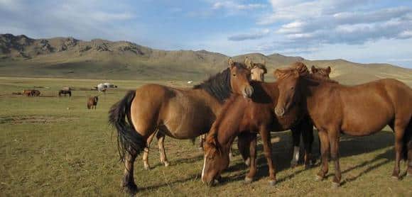 Chevaux Mongols